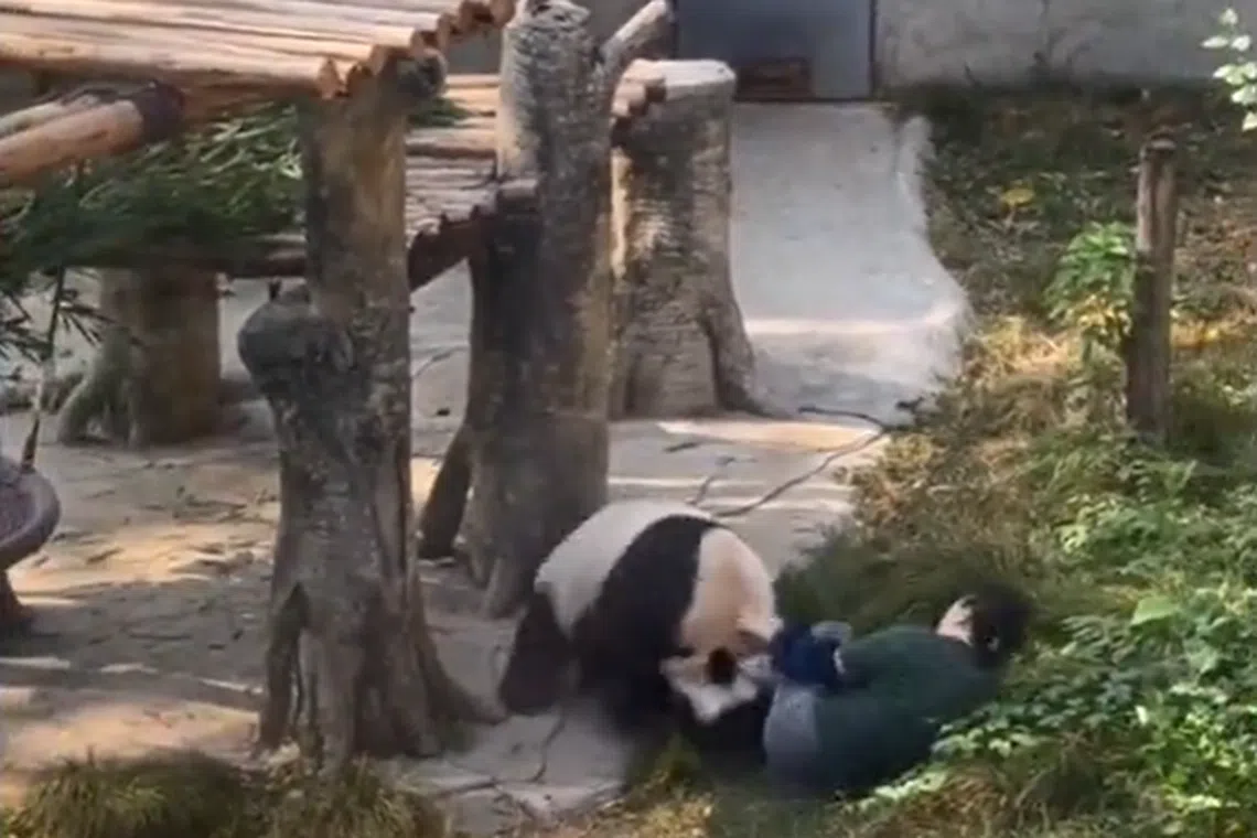 The panda stopped after the keeper used her hands and legs to push it off.
