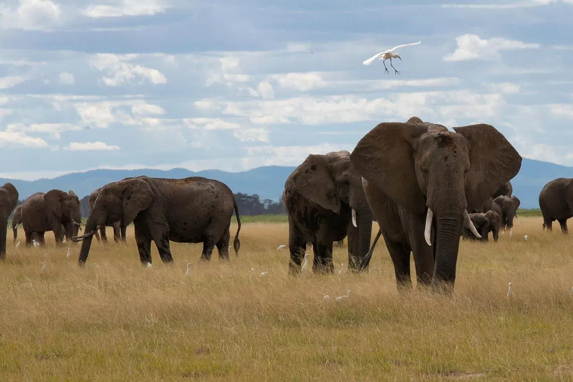 The UN says governments need to focus on more than just "iconic" species like elephants in their efforts against wildlife trafficking.