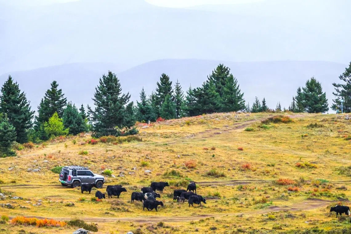 Most of the test drive consisted of unpaved or gravel tracks winding through undulating grassland, with herds of yaks grazing nearby.