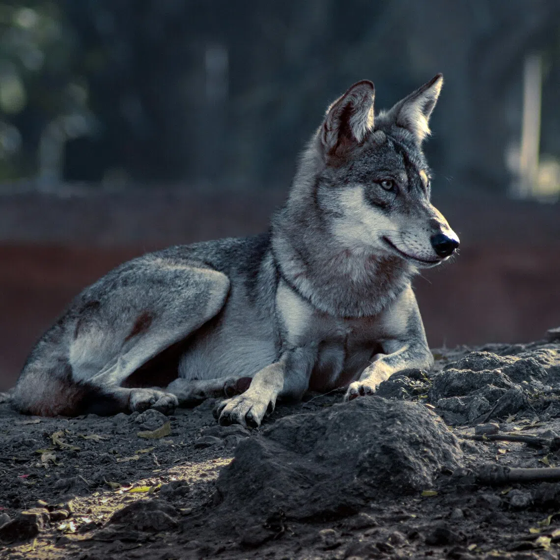 Nine people, mostly children, have been killed by wolves in recent weeks.