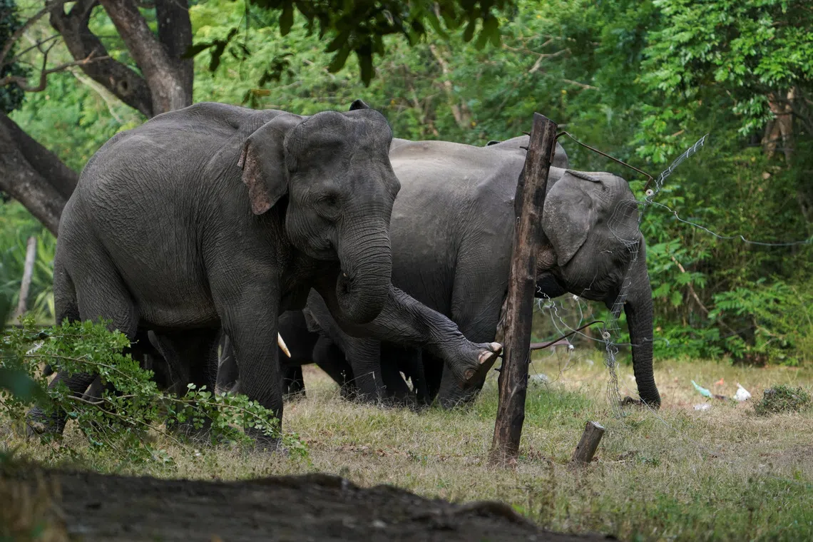 As many as 70% of Sri Lanka’s estimated 7,451 wild elephants live outside protected areas.