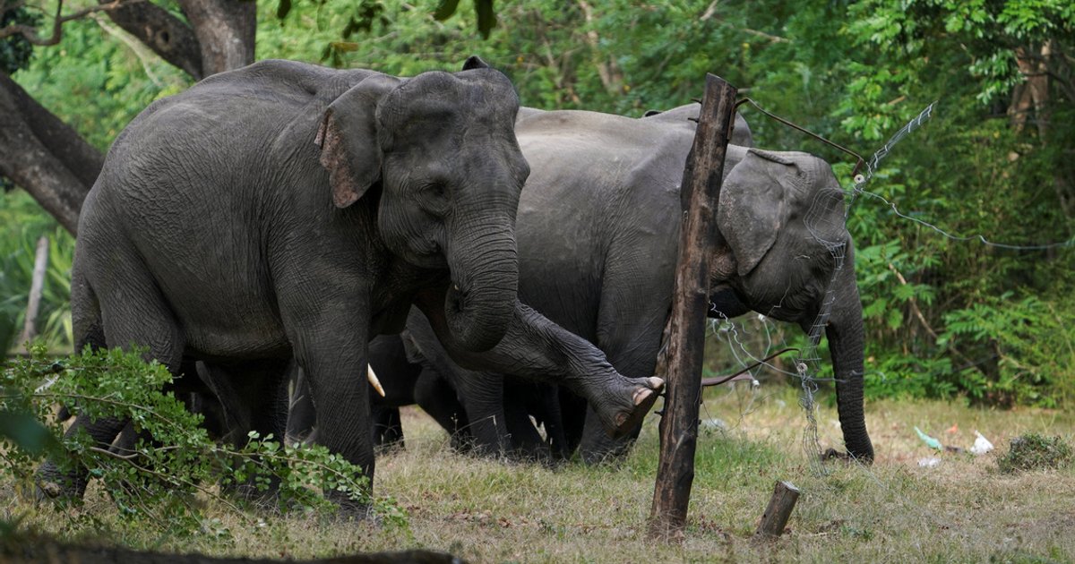 In Sri Lanka, human-elephant conflict takes deadly toll | The Straits Times