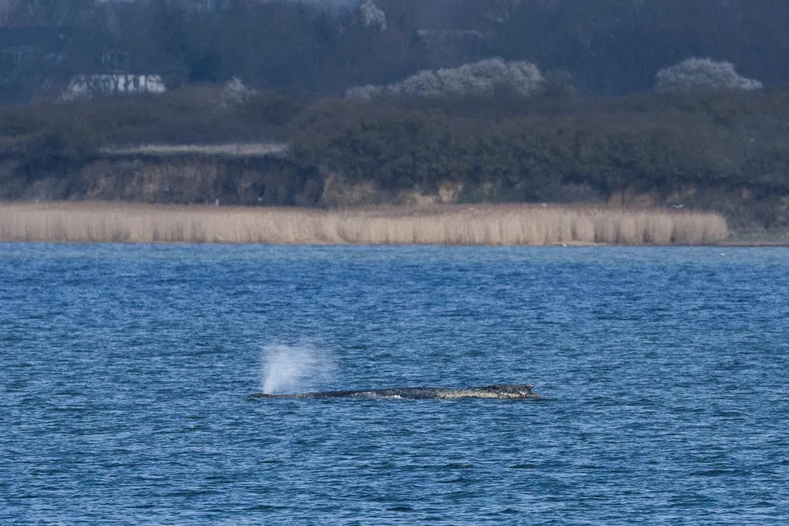 A humpback whale lies on a sandbank in the shallow waters at Wismar Bay in the Baltic Sea, after having moved overnight, near Wismar, Germany, March 29, 2026. REUTERS/Annegret Hilse