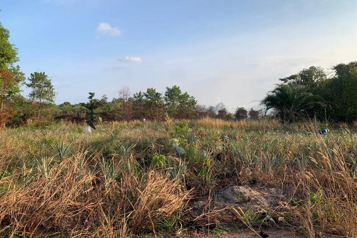 Smoke is seen billowing in the background while grass dries out at a forest and land fire location in Berakit village in Bintan Regency, Riau Islands.
