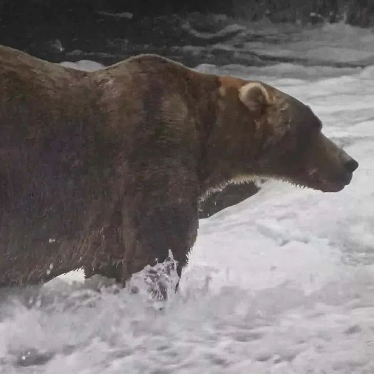 Backpack, according to his bio, has fewer scars than might be expected on a male bear his age, because he is less aggressive than some of his peers.