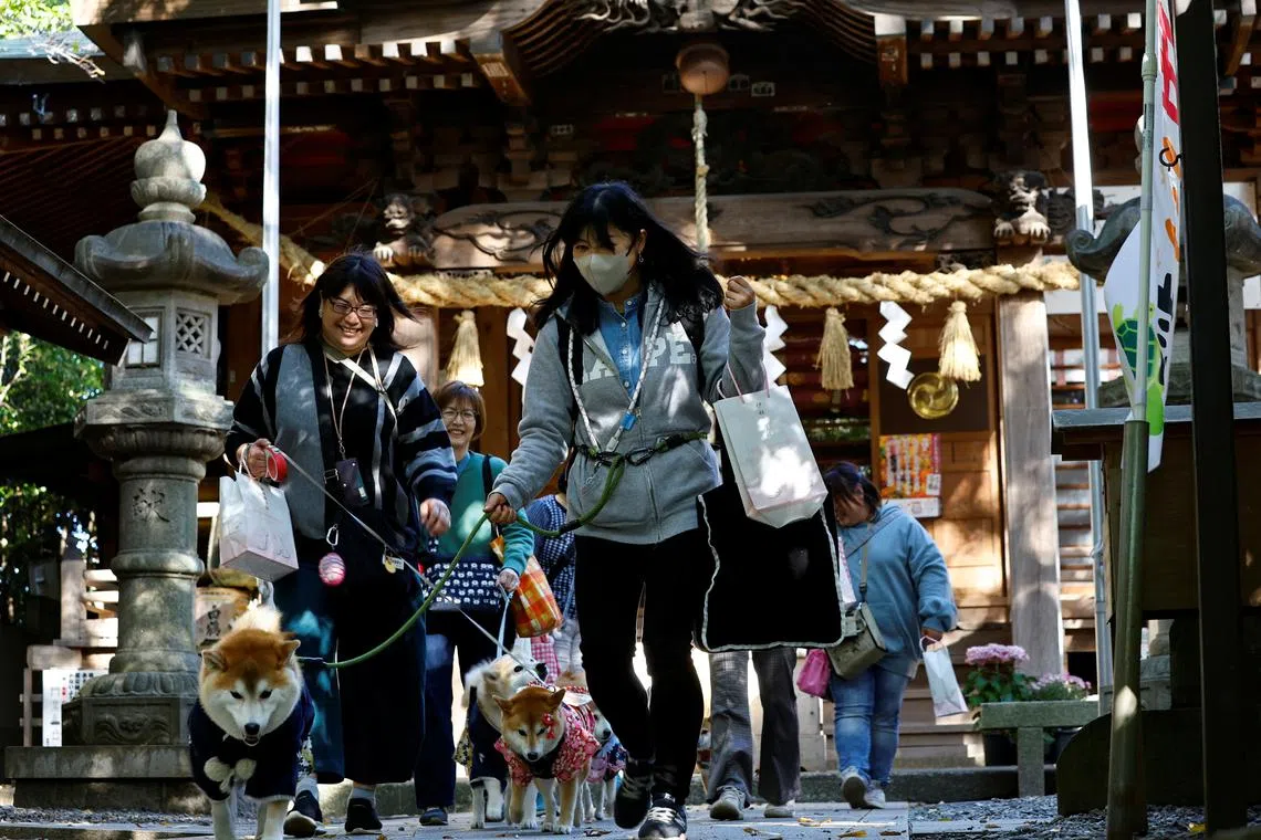 Pet owners leaving with their pet dogs after a Shichi-Go-San blessing, traditionally performed for young children to ask for health and happiness, at Zama Shrine in Zama, Kanagawa Prefecture, near Tokyo, Japan Nov 14, 2023. 