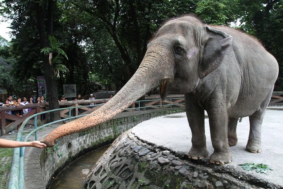 Vishwa Ma’ali had been the Manila zoo's star attraction since she arrived as a gift from Sri Lanka in 1977.