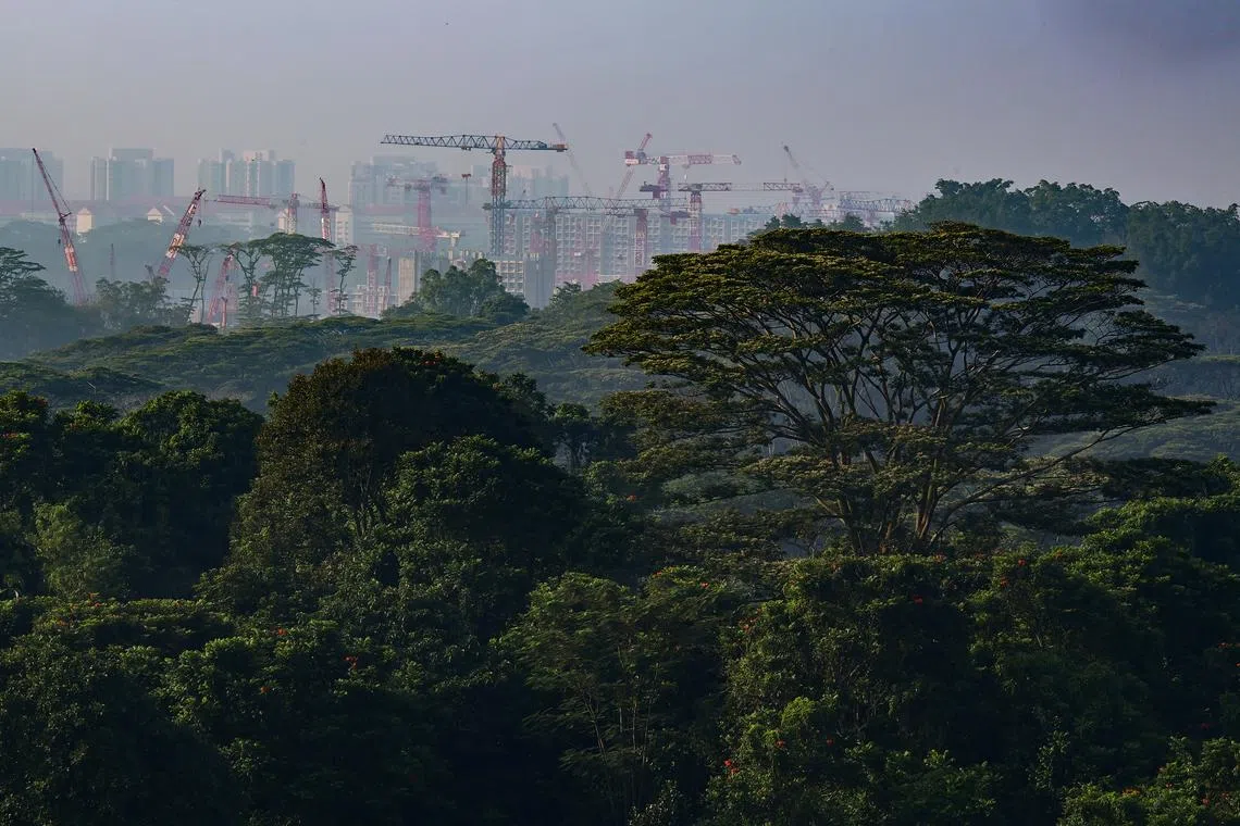 Better canopy cover is urgently needed to cool our cities in the face of climate change.