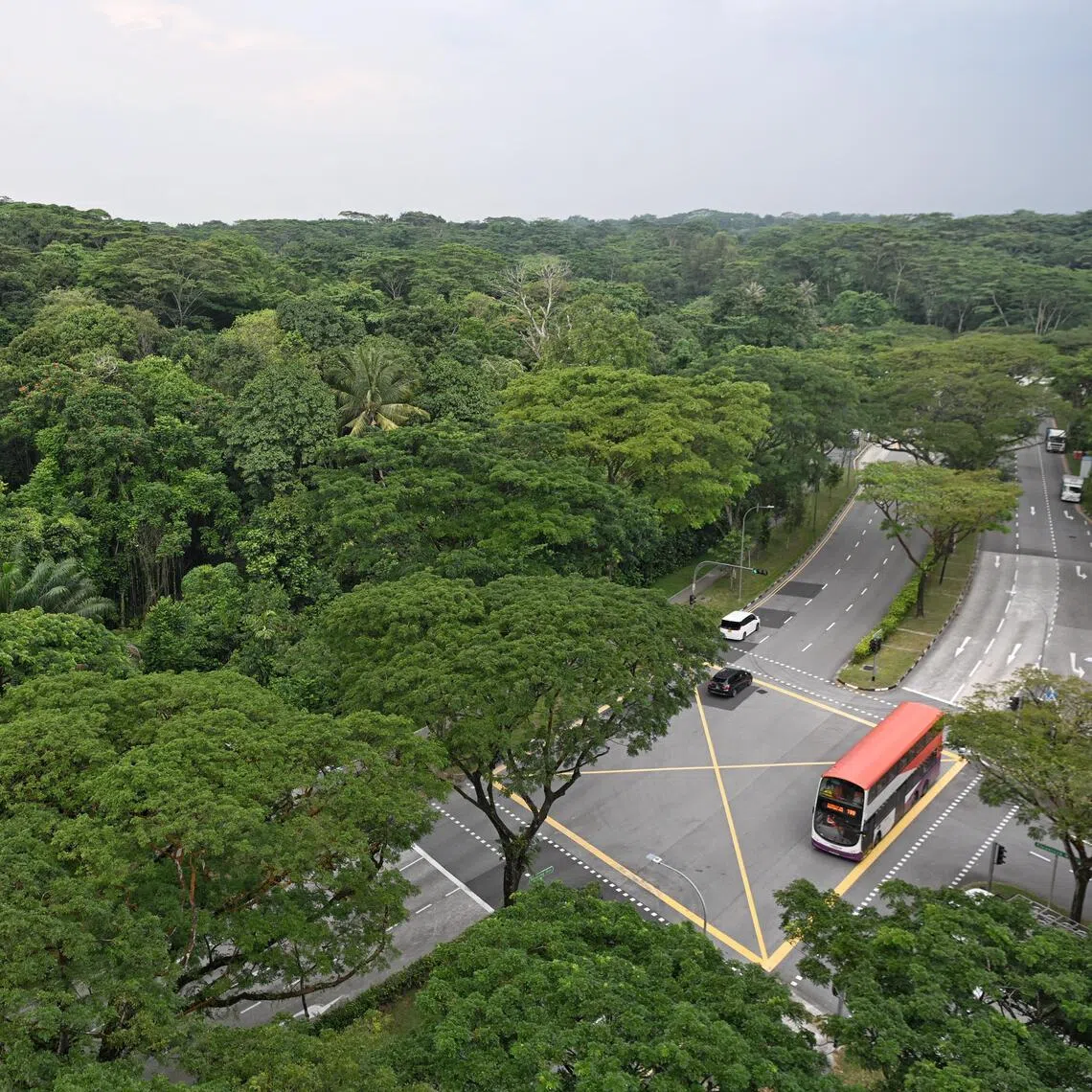 Forested land on Dec 1 opposite CleanTech One, which is slated to be felled for the expansion of Jurong Innovation District.

