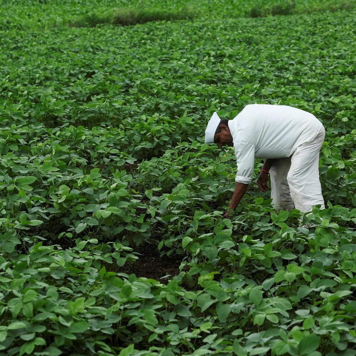 Authorities have identified 315 districts vulnerable to below-normal rainfall, including 111 high-priority areas with limited irrigation coverage.
