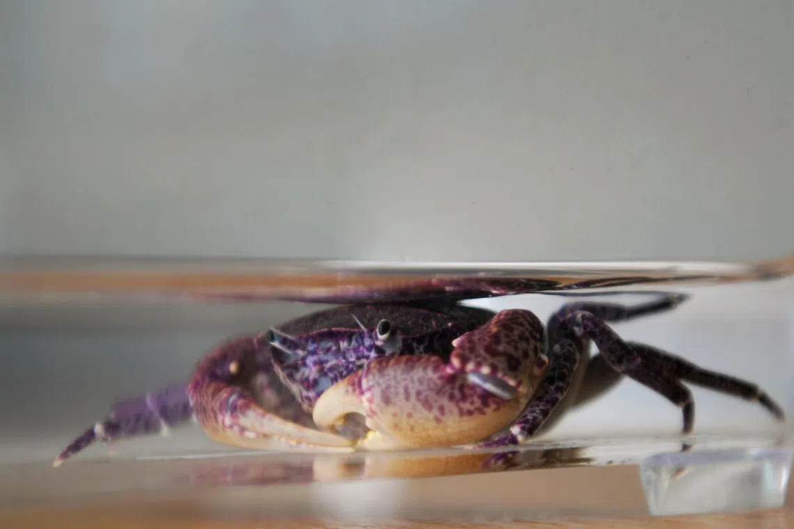 Aqcrab23: 

Sub-adult Swamp Forest Crab. NParks released the Critically Endangered Swamp Forest Crab (Parathelphusa reticulata) into its natural habitat as part of the ex-situ conservation efforts on June 20, 2023. The location is undisclosed to prevent public from disrupting the efforts. 

This is the world’s first successful ex-situ conservation effort for this species, and for a freshwater crab found primarily in freshwater swamp forest. (ST PHOTO: AZMI ATHNI)
