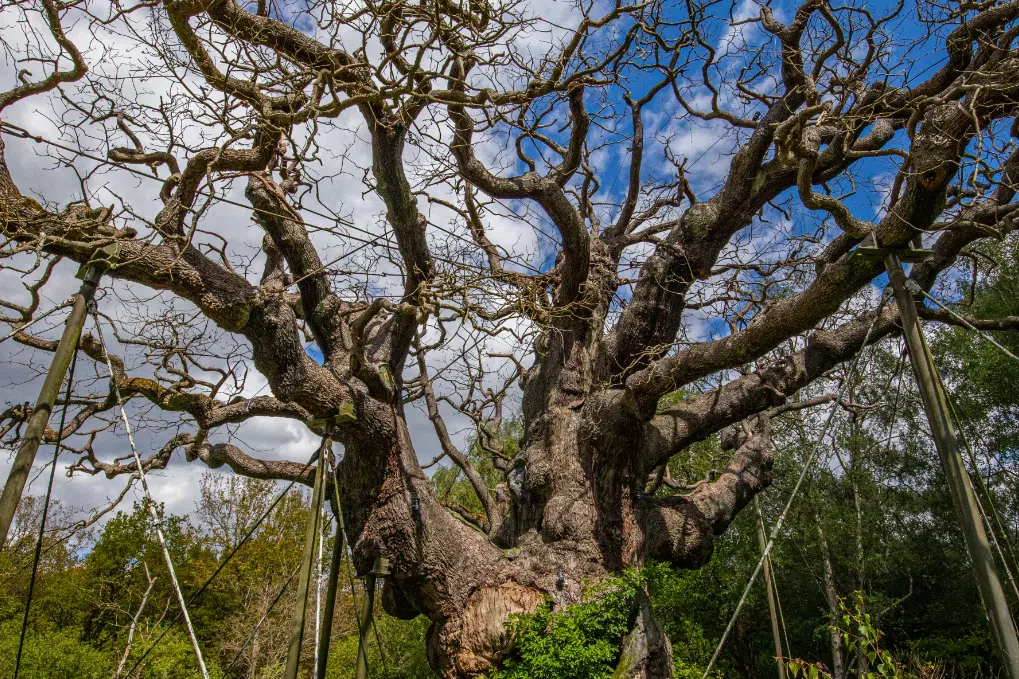 The RSPB said a combination of issues, including poor soil, human interventions and a weakened root system, has been a major factor in the decline of Major Oak. 