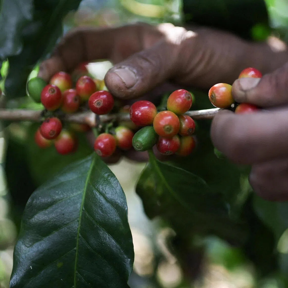 Despite widespread damage wreaked by a 7.4-magnitude quake, coffee growers view the severe weather of an El Nino year as the bigger threat.