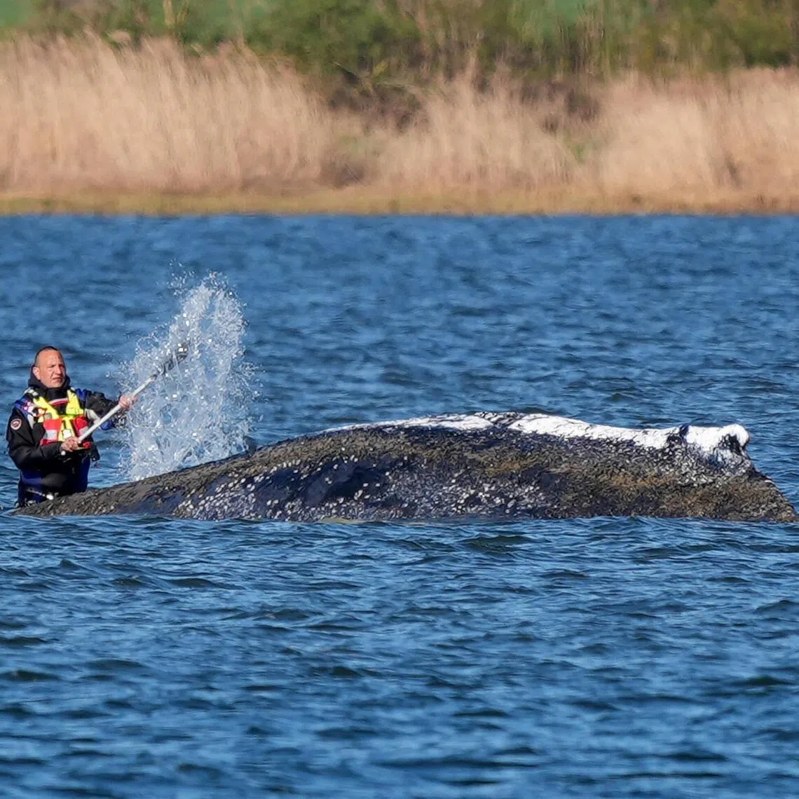 A person spraying water on a humpback whale - dubbed "Timmy" -  which has been stranded on a Baltic Sea sandbank near Luebeck, Germany, since March 23.