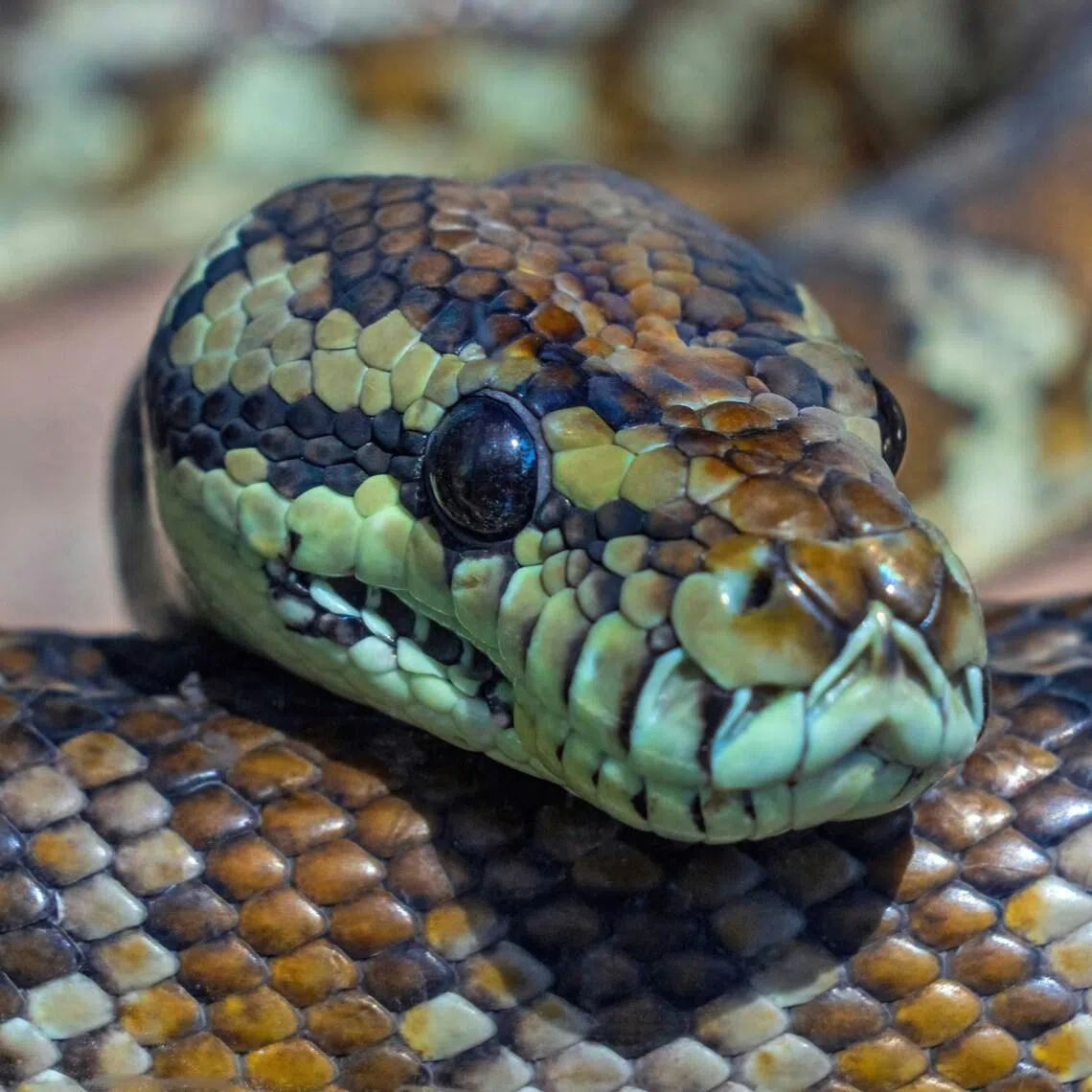 Ms Rachel Bloor believed the carpet python had squeezed itself through the shutters on her window and onto her bed.