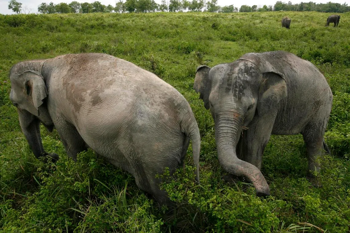 The Sumatran elephant is classified as critically endangered on the International Union for Conservation of Nature Red List of Threatened Species.