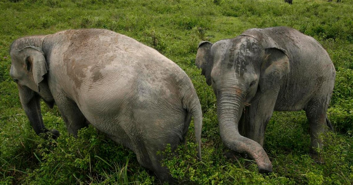 Firefighters, villagers unite as wildfires threaten Sumatran elephant habitat