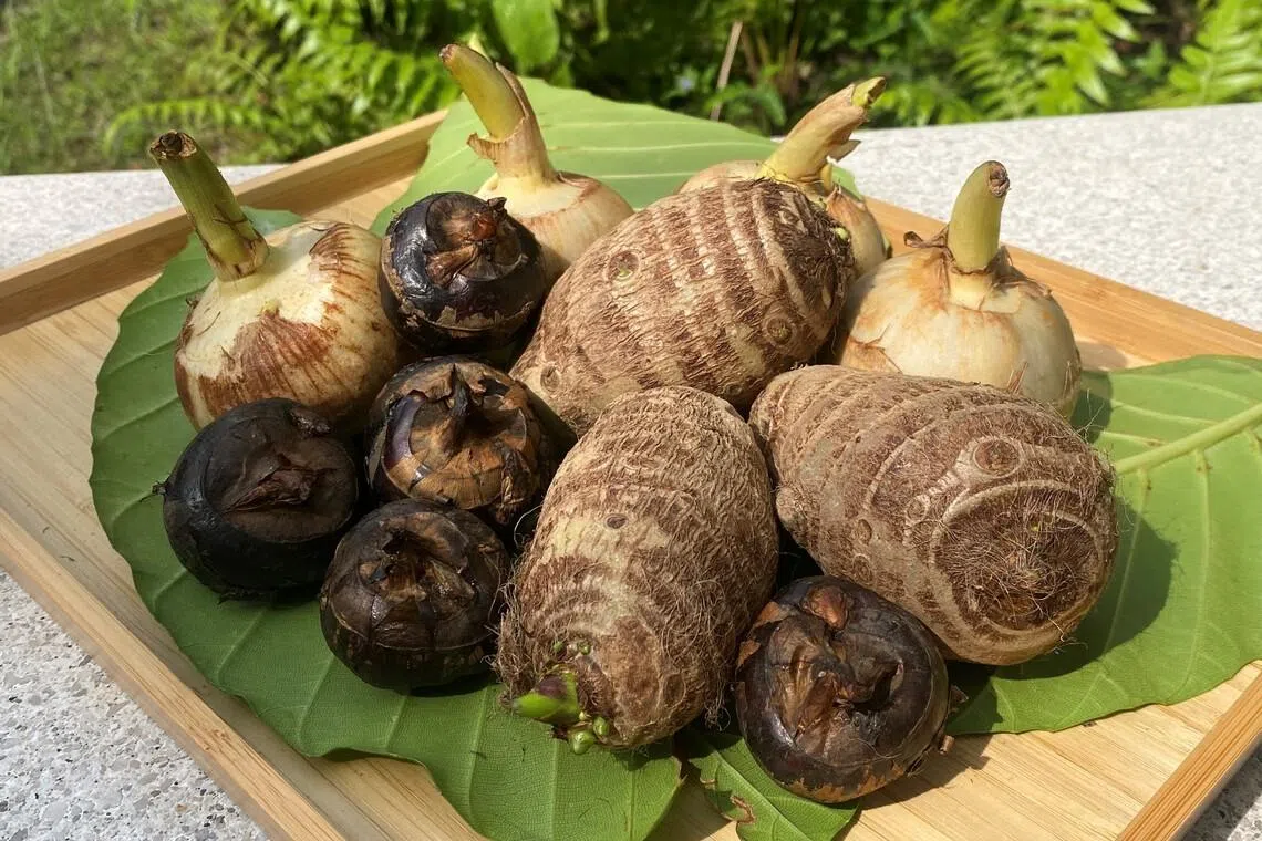These underground edibles  – Chinese arrowhead, water chestnut and yam – are popular festive plants. Their food storage organs are botanically called corms, and can be used for planting.