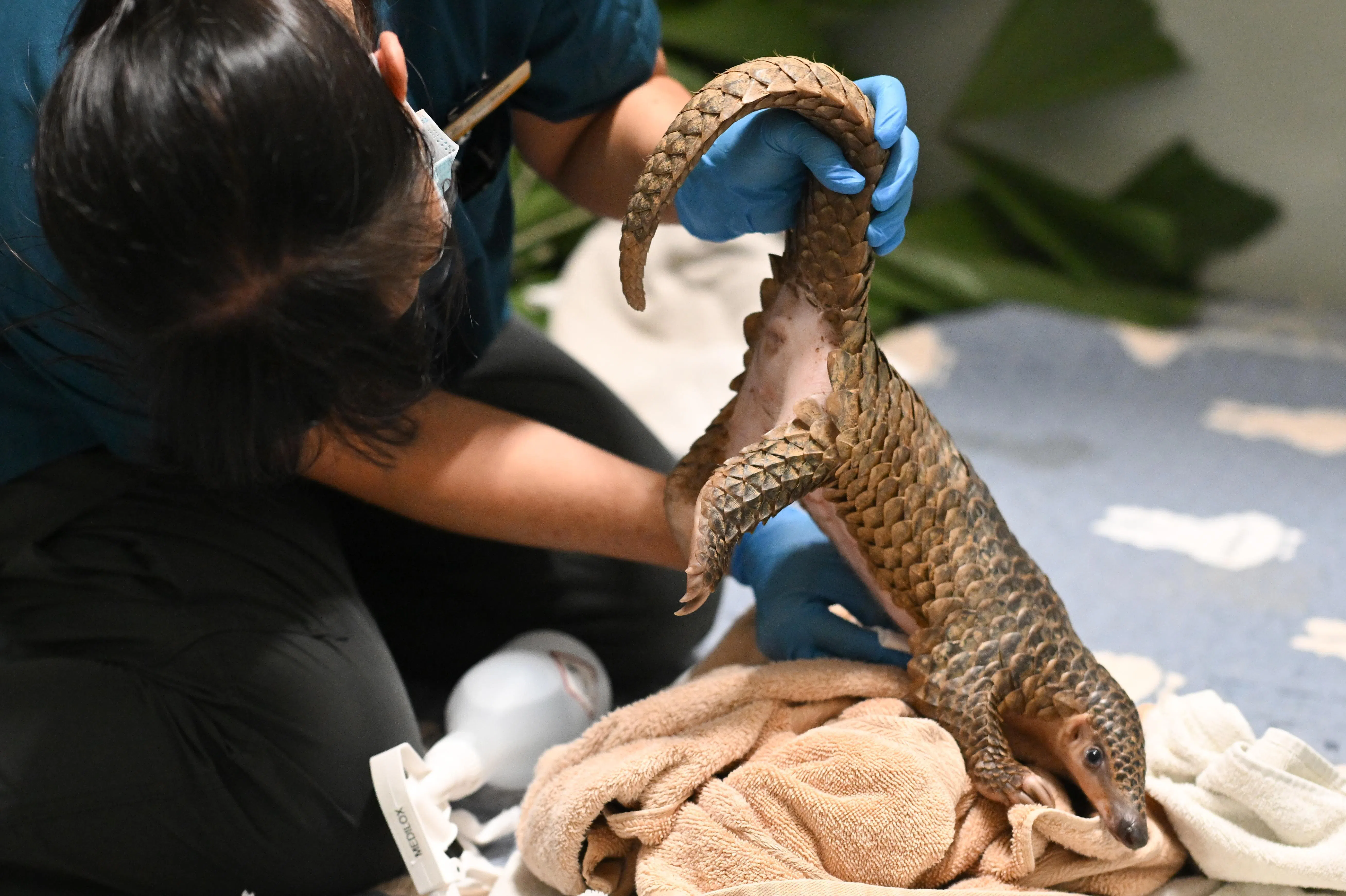 Head of Mandai Wildlife Centre, Dr Charlene Yeong, cleaning the wound on the Sunda pangolin inside one of the wards at the new Mandai Wildlife Centre on July 2.