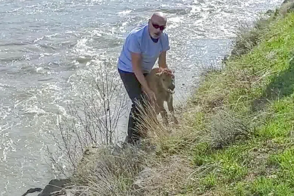 A photo provided by Hellen Jack shows a man interacting with a bison calf at Yellowstone National Park. A bison calf at Yellowstone National Park had to be euthanized after a man apparently tried to help it, causing the herd to reject it, park officials said this week. (Hellen Jack via The New York Times)  -- NO SALES; FOR EDITORIAL USE ONLY WITH NYT STORY SLUGGED YELLOWSTONE BISON BY APRIL RUBIN FOR MAY 24, 2023. ALL OTHER USE PROHIBITED. --