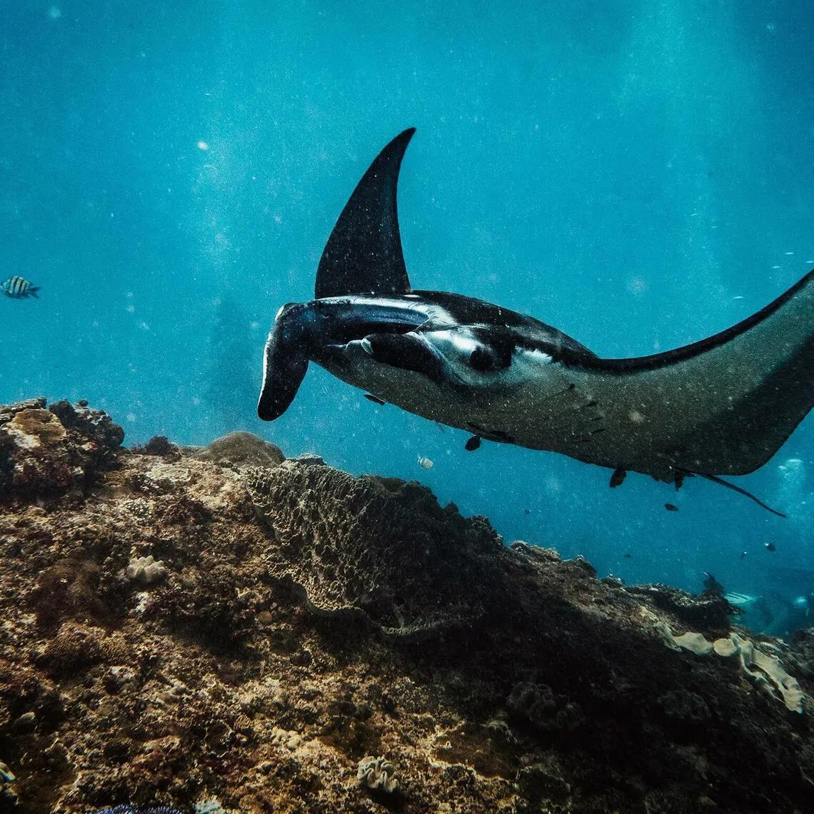 A reef manta at Manta Point in Nusa Penida, an island off the coast of Bali.