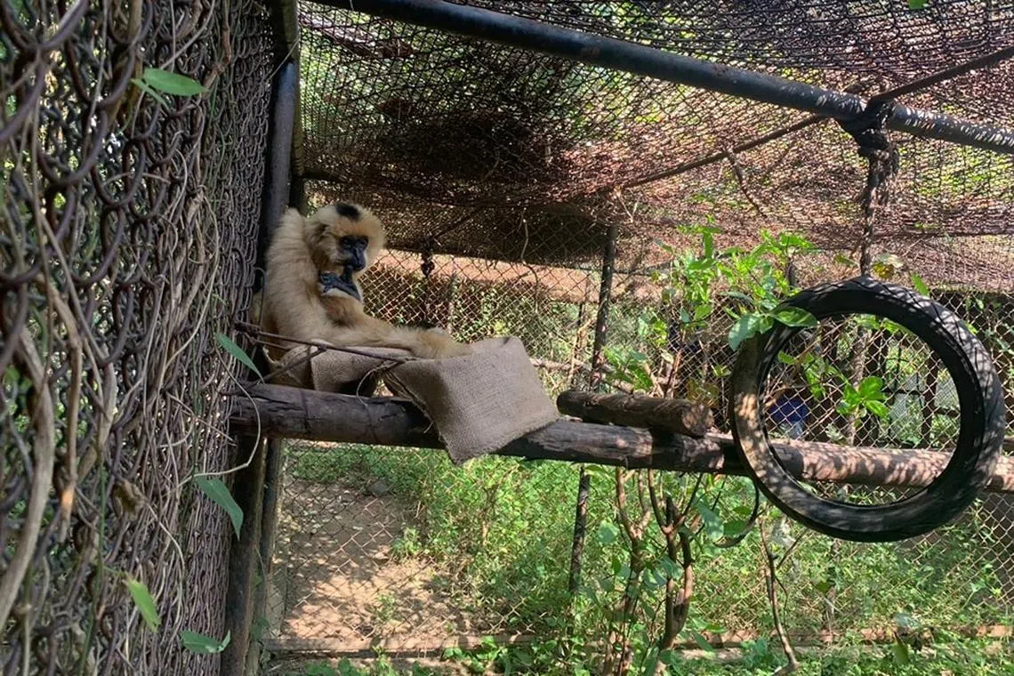 The Chiang Mai Zoo is implementing measures to keep its animals warm and healthy. 