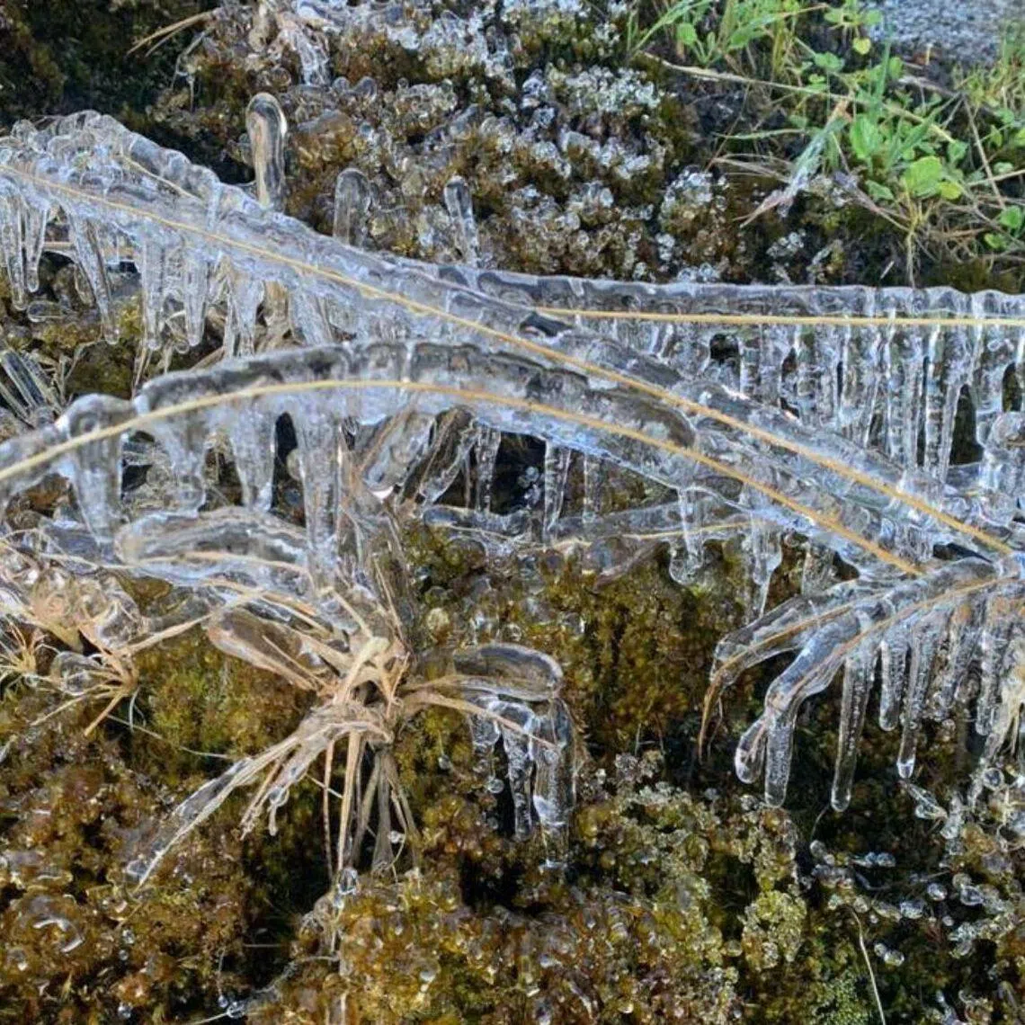 Sabah Parks said the ice formation is a occurs occasionally on high areas of Mount Kinabalu.