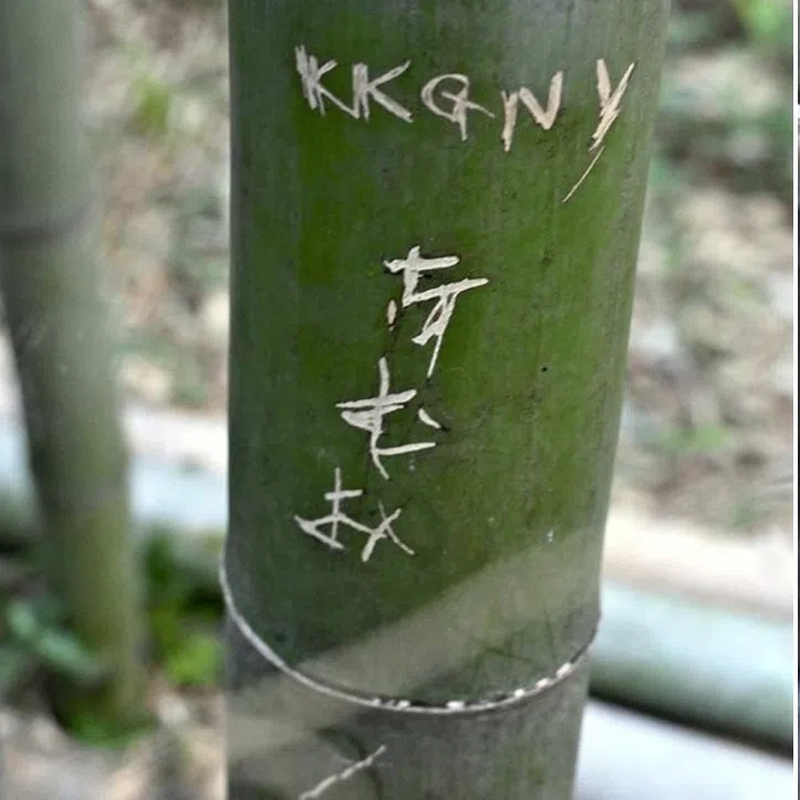 A city investigation found around 350 bamboo plants on the path have been damaged since spring this year.