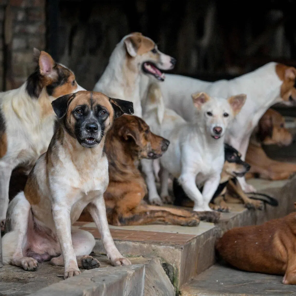 Strays rescued from a restaurant selling dog meat are gathered at a dog shelter in Jakarta.
