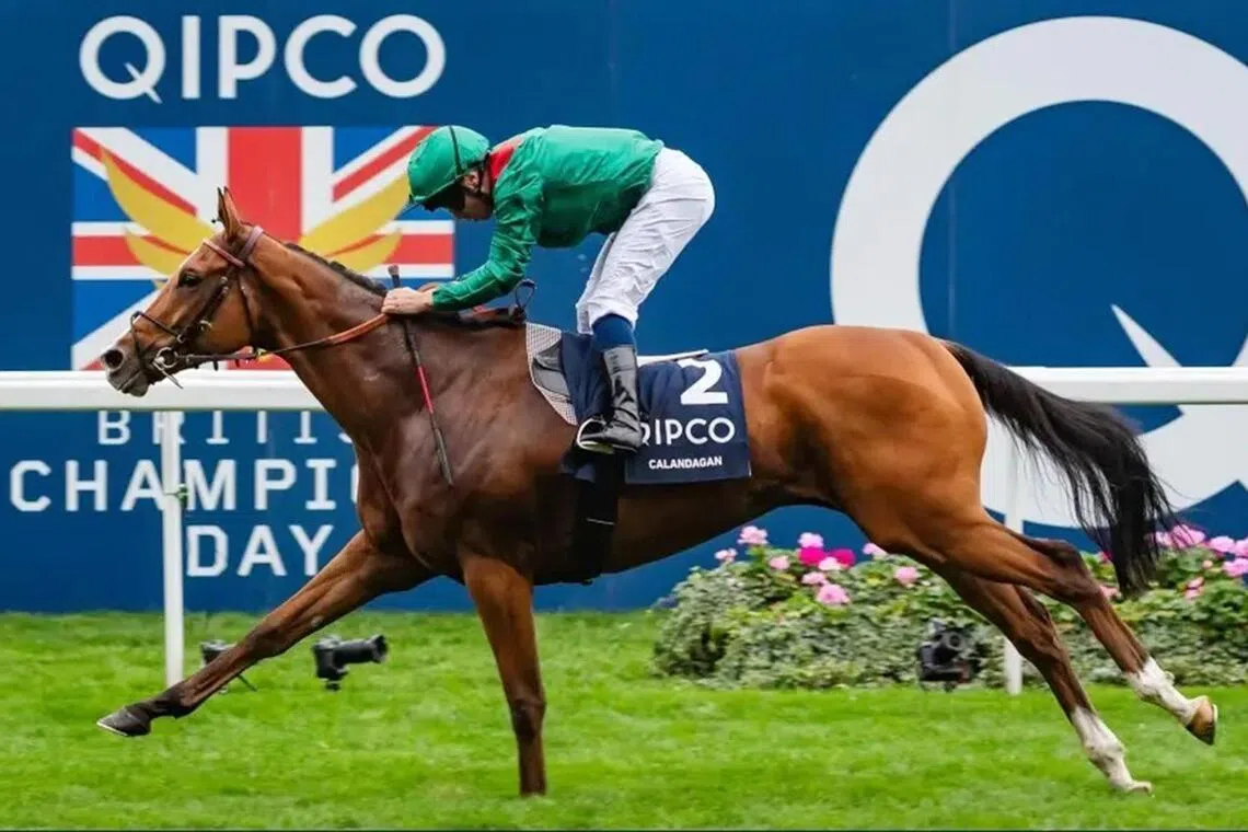 Calandagan franking the rich vein of form of the Aga Khan-Francis-Henri Graffard combination with another stellar win in the Group 1 Champion Stakes (2,000m) at Ascot on Oct 18.