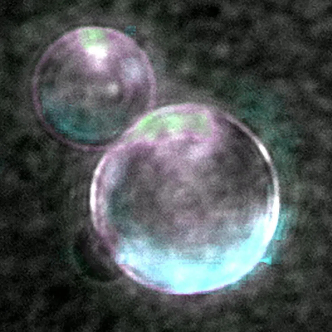 PHOTO: ADAMALA LAB