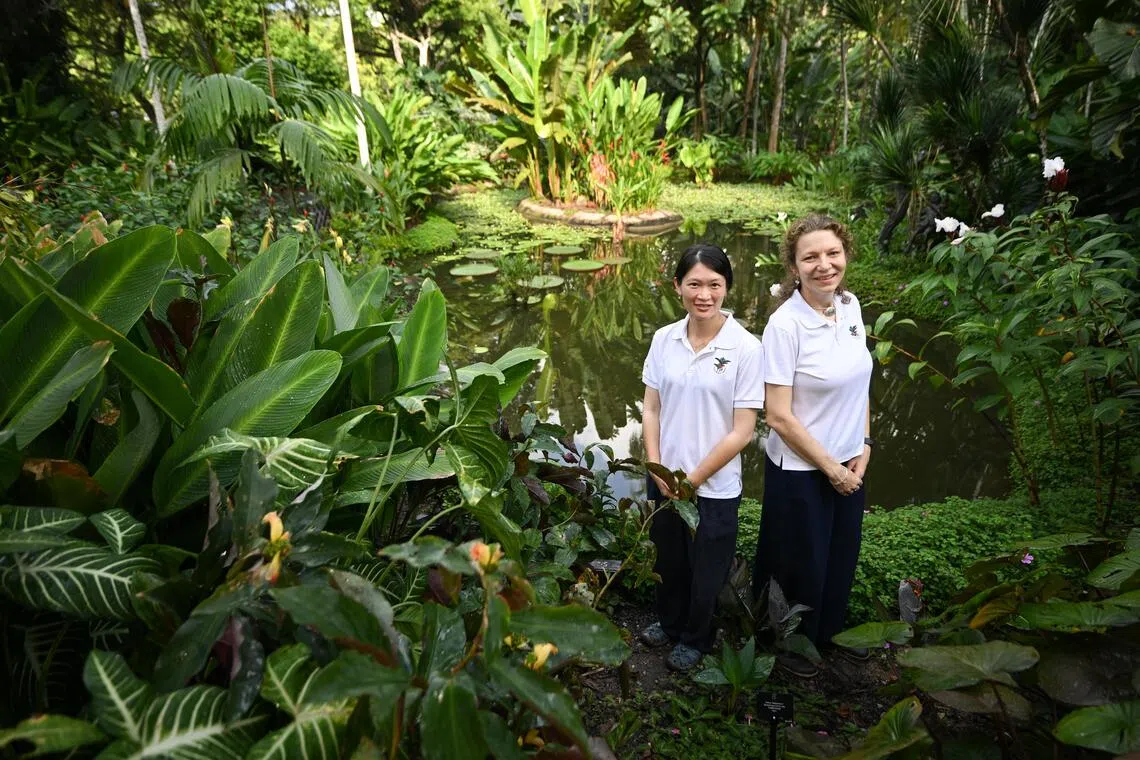 Dr Jana Leong-Skornickova (right) and Ms Sarah Lim Qing (left) oversee more than 550 species, varieties and horticultural cultivars of the ginger order.