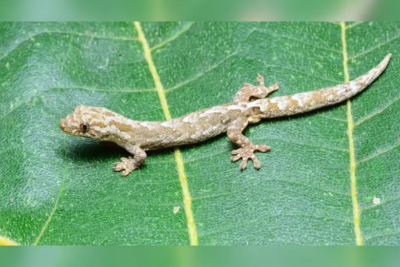 Scientists in Malaysia discover gecko species unknown to science in Sabah