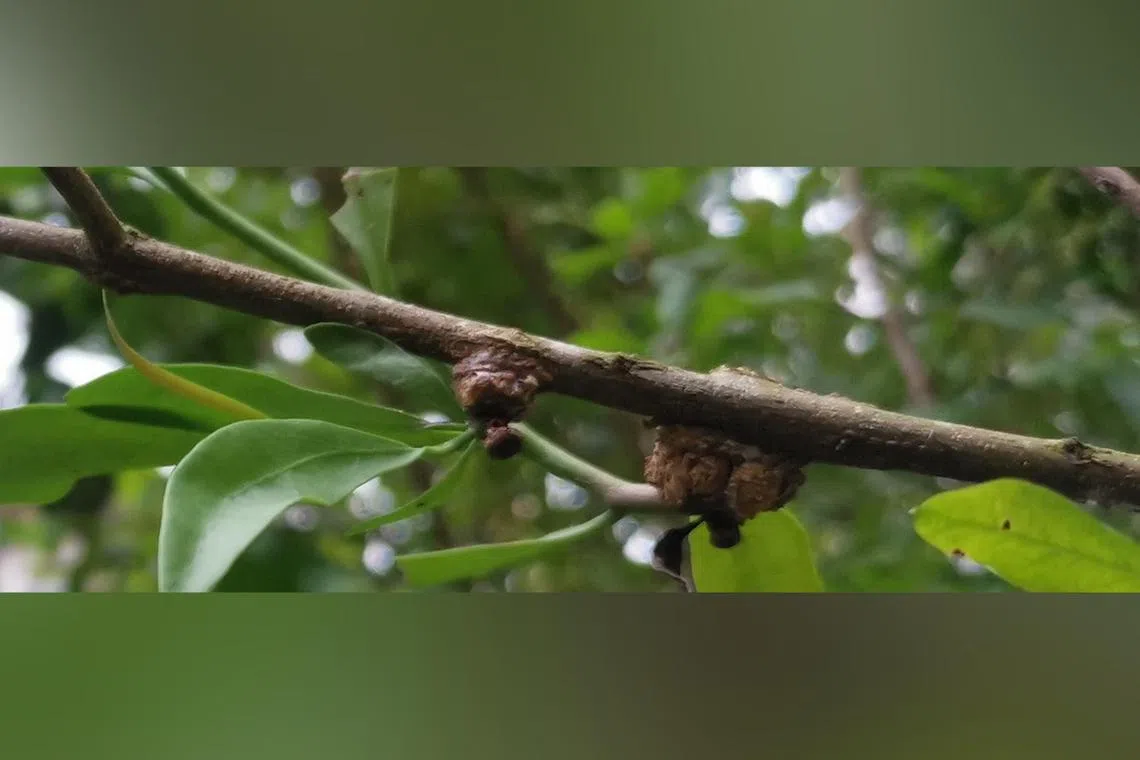 There are multiple species of mistletoe in Singapore and several can grow quite large and weaken smaller host plants.
