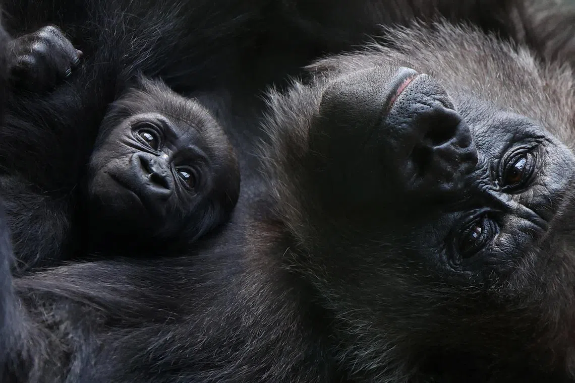A critically endangered western lowland gorilla holds its baby, one of two born in 2024 at London Zoo, in London, Britain, March 25, 2024. REUTERS/Toby Melville