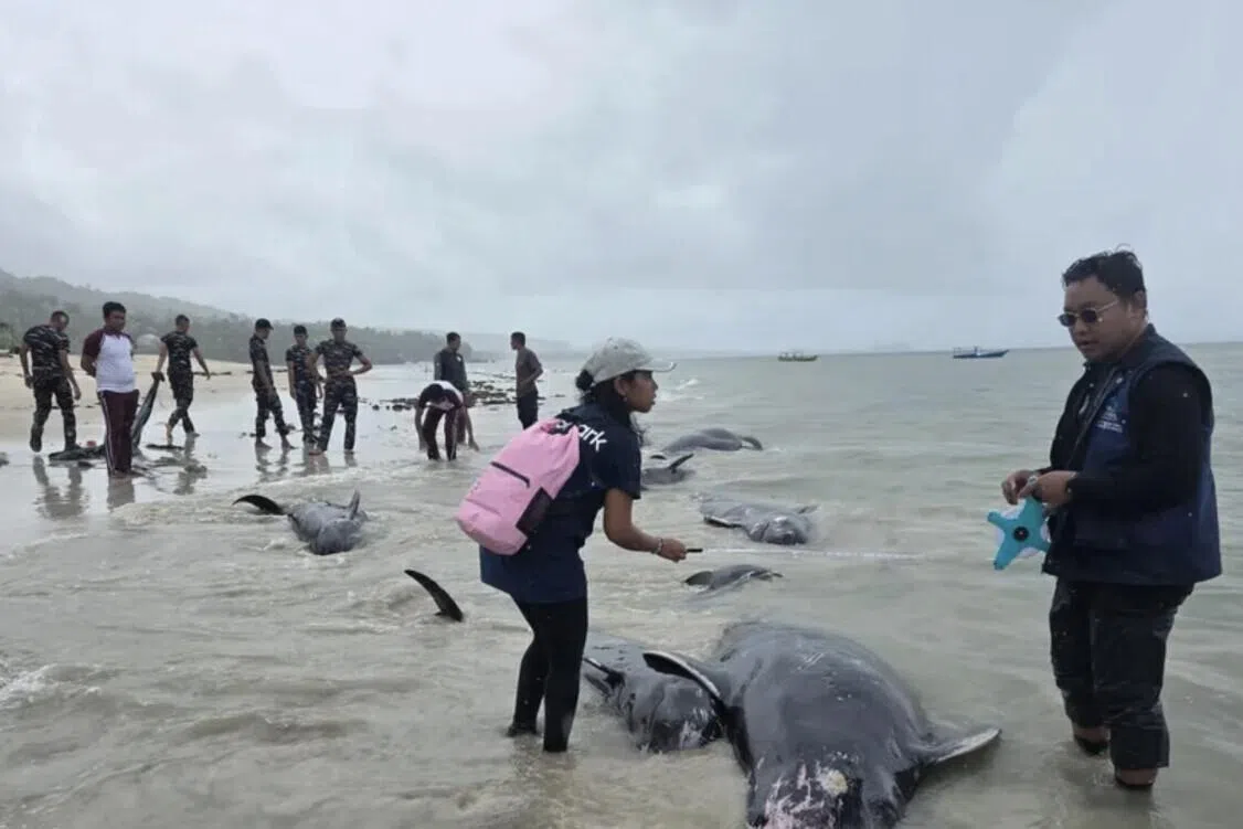 Mass stranding kills 21 protected pilot whales in Indonesia