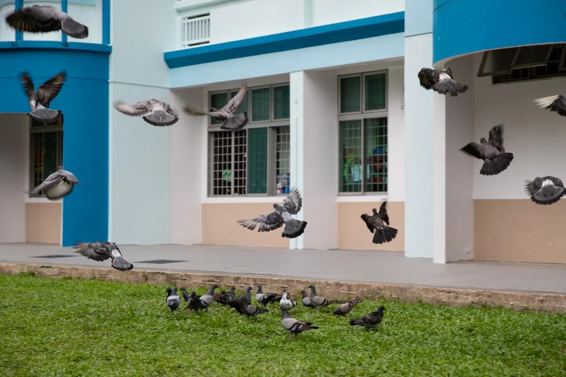 NParks has received 7,016 cases of pigeon-related feedback in 2023 as at Nov 20.