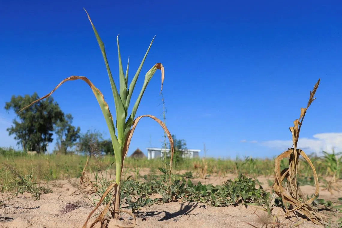 FILE PHOTO: Wilted maize crops are seen in Mumijo, Buhera district, east of capital Harare, Zimbabwe, March 16, 2024. REUTERS/Philimon Bulawayo/File Photo
