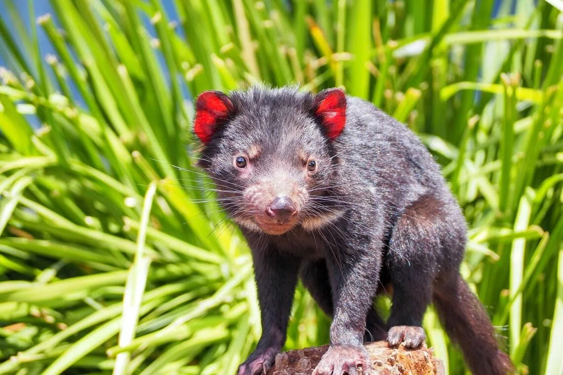 Tasmanian devils – agile, mostly nocturnal animals that can roam for 16km in a single night.