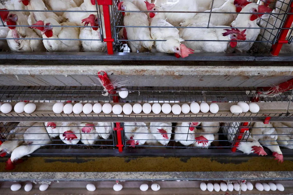 Brazil’s Agriculture Minister Carlos Favaro said on May 16 China had banned poultry imports from the country for 60 days. 