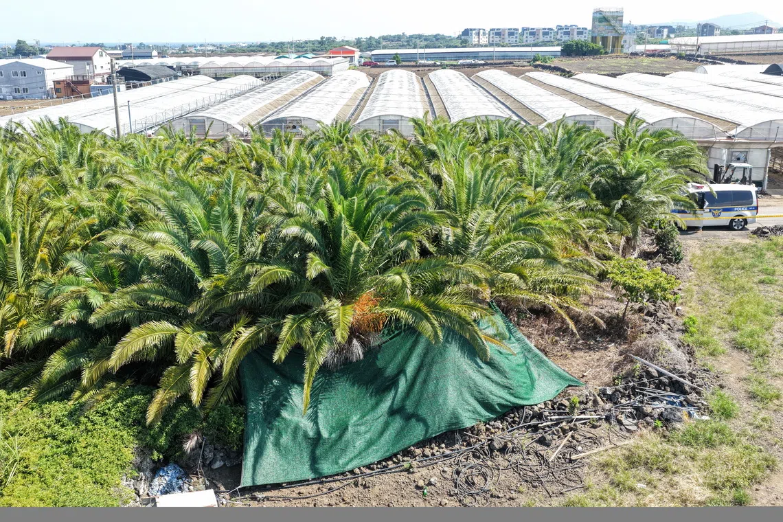 Jeju police re-examining circumstances around death of woman in palm farm