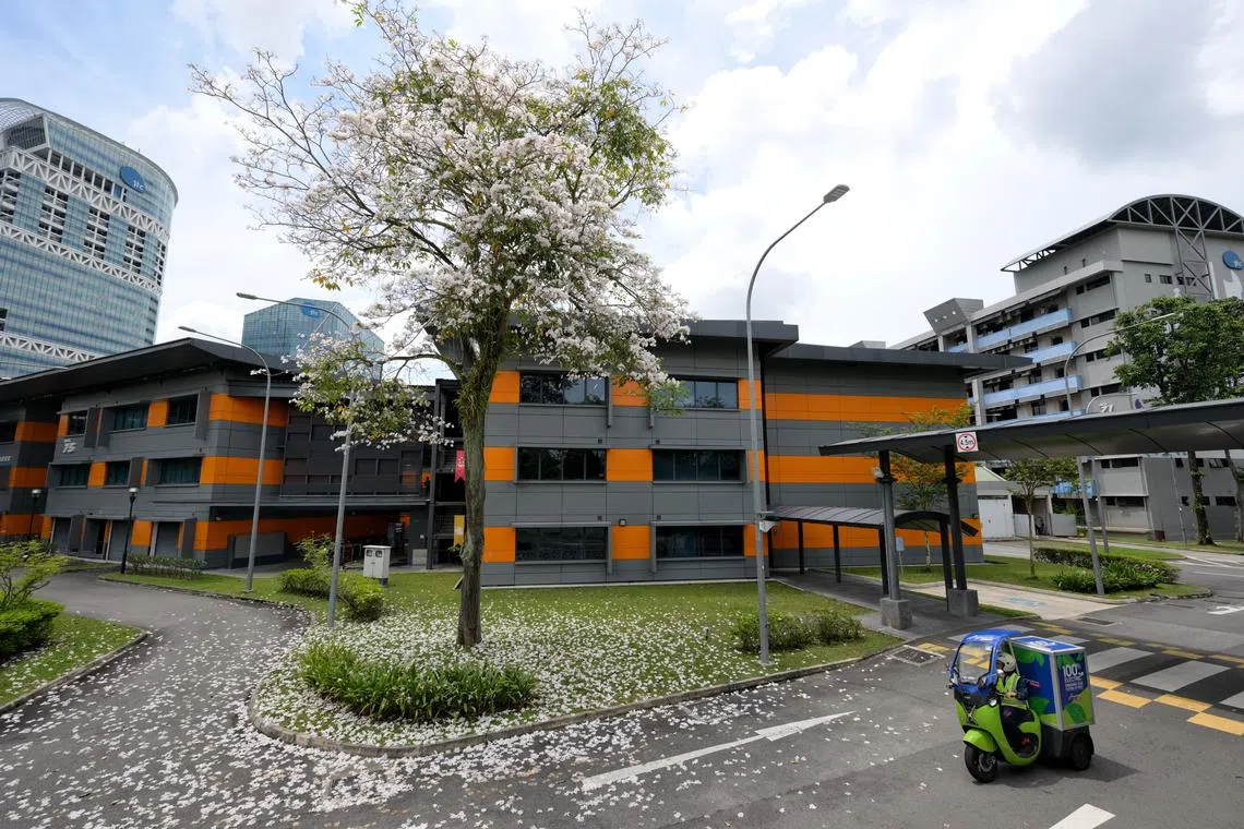 Flowers of the Trumpet tree carpet the ground of a carpark at Ayer Rajah Crescent on Aug 20, 2024. 