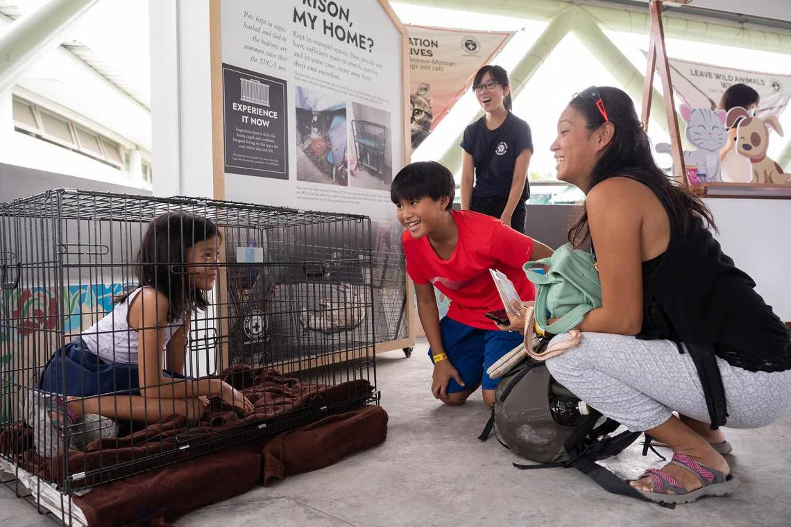 hscat27 - (from left): Isabel Kwok, 9 years old experiencing what it's like for animals to be in a cage as Adriel Kwok, 11 years old, Sabrina Ng, a 33 years old volunteer with SPCA, and Sandra Simon, 41 years old, watches on during the "Pawesome Pawty" event at the SPCA shelter on 27 May 2023. This is part of SPCA's plans to enhance its youth education programmes to tackle a rise in animal abuse offences committed by minors. Credit: Brian Teo