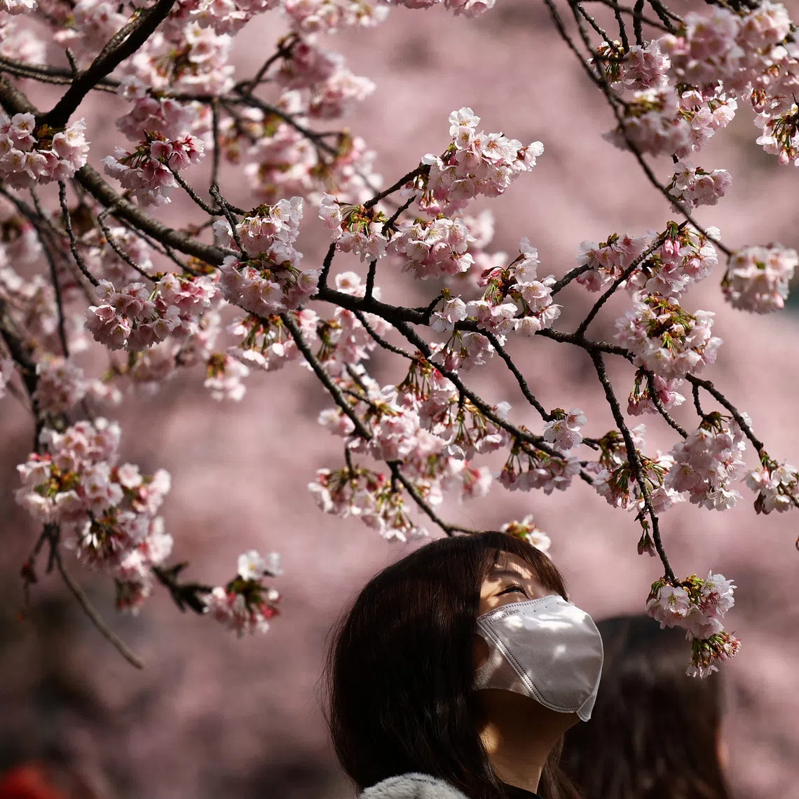 The sakura, or cherry blossoms, season is forecast to begin around mid-March in cities such as Tokyo and Nagoya.
