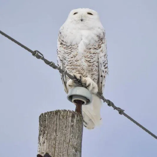 The snowy owl is among the 40 new species listed for international protection.