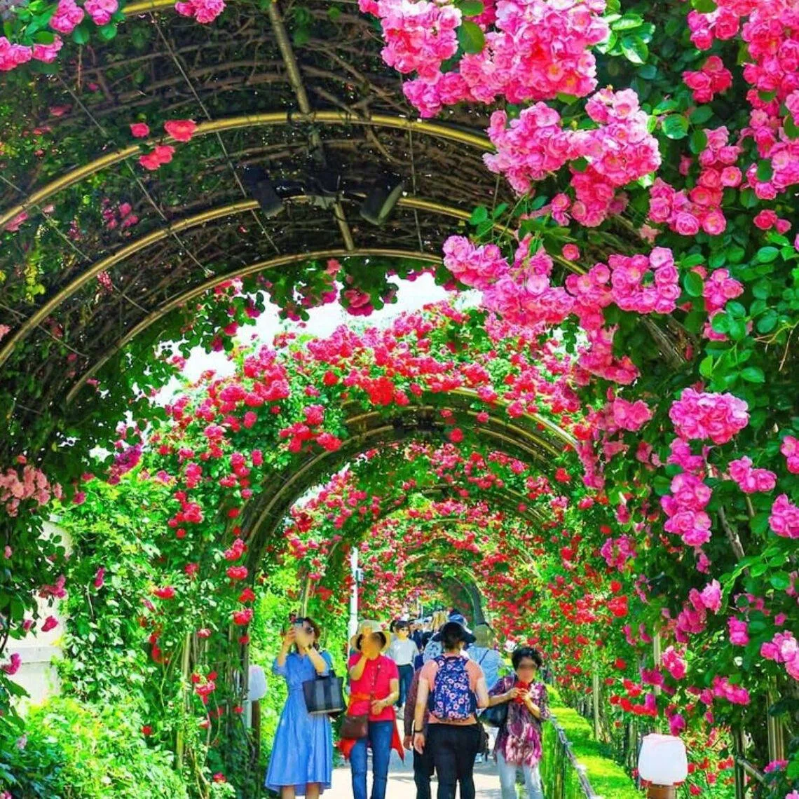 Seoul's guide to cherry-blossom viewing is organised into four themes to help residents and visitors to find routes suited to their preferences.