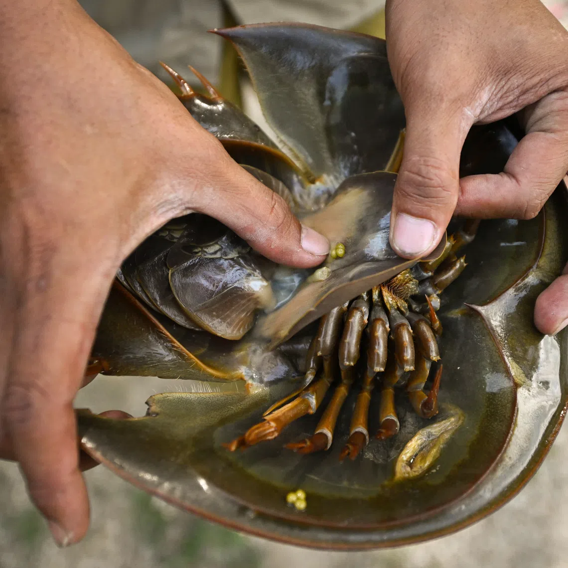 Researchers are looking for volunteers to share sightings of the elusive horseshoe crabs, recognisable by their distinct helmet-shaped head and spike-like tail.