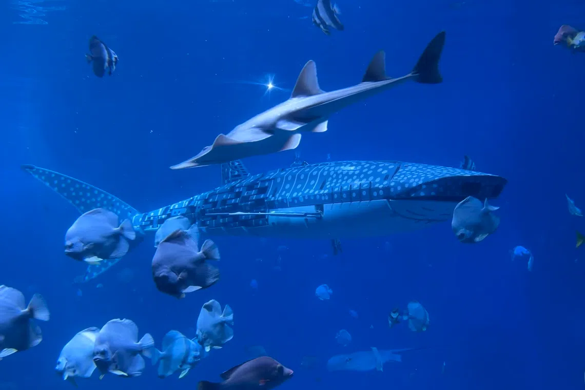 Visitors to Xiaomeisha Ocean World in Shenzhen were left furious this week after discovering its whale shark was a robot.