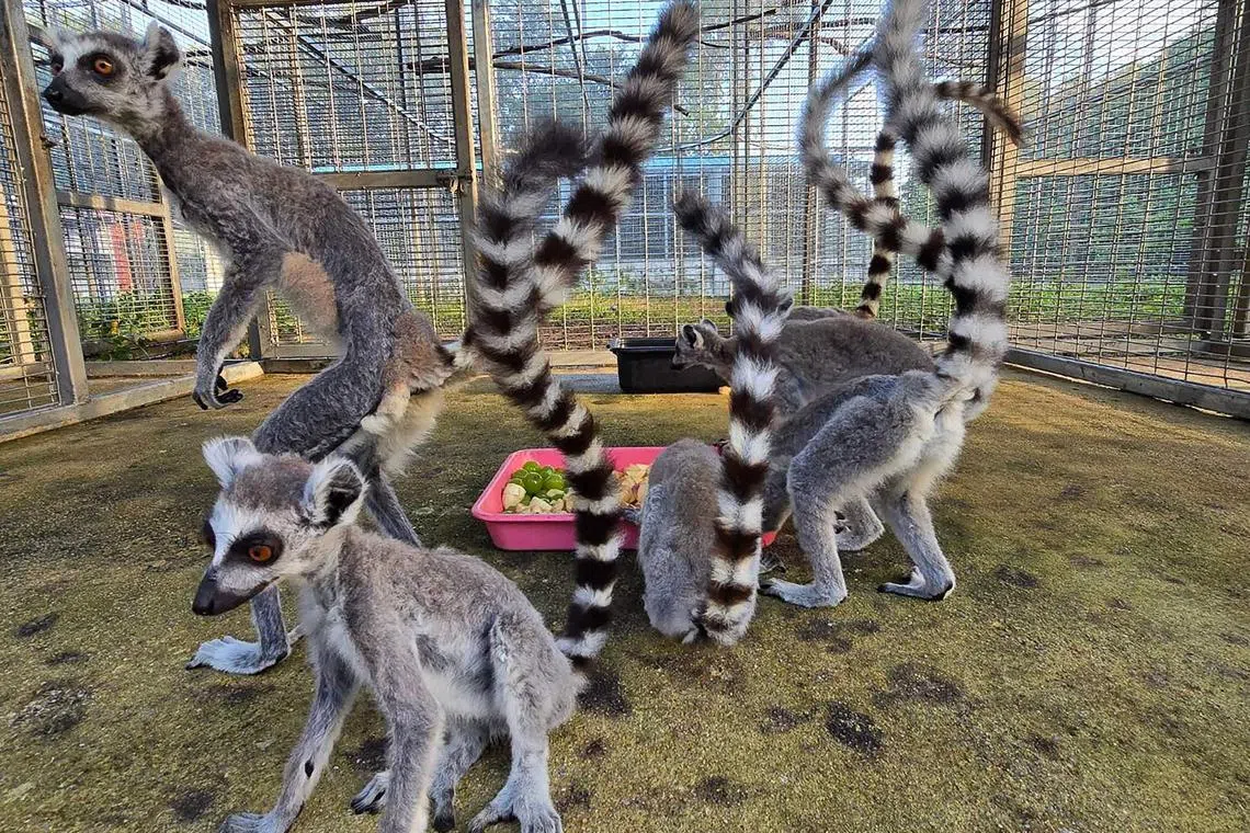 Experts say lemurs are threatened by trafficking into the pet trade.