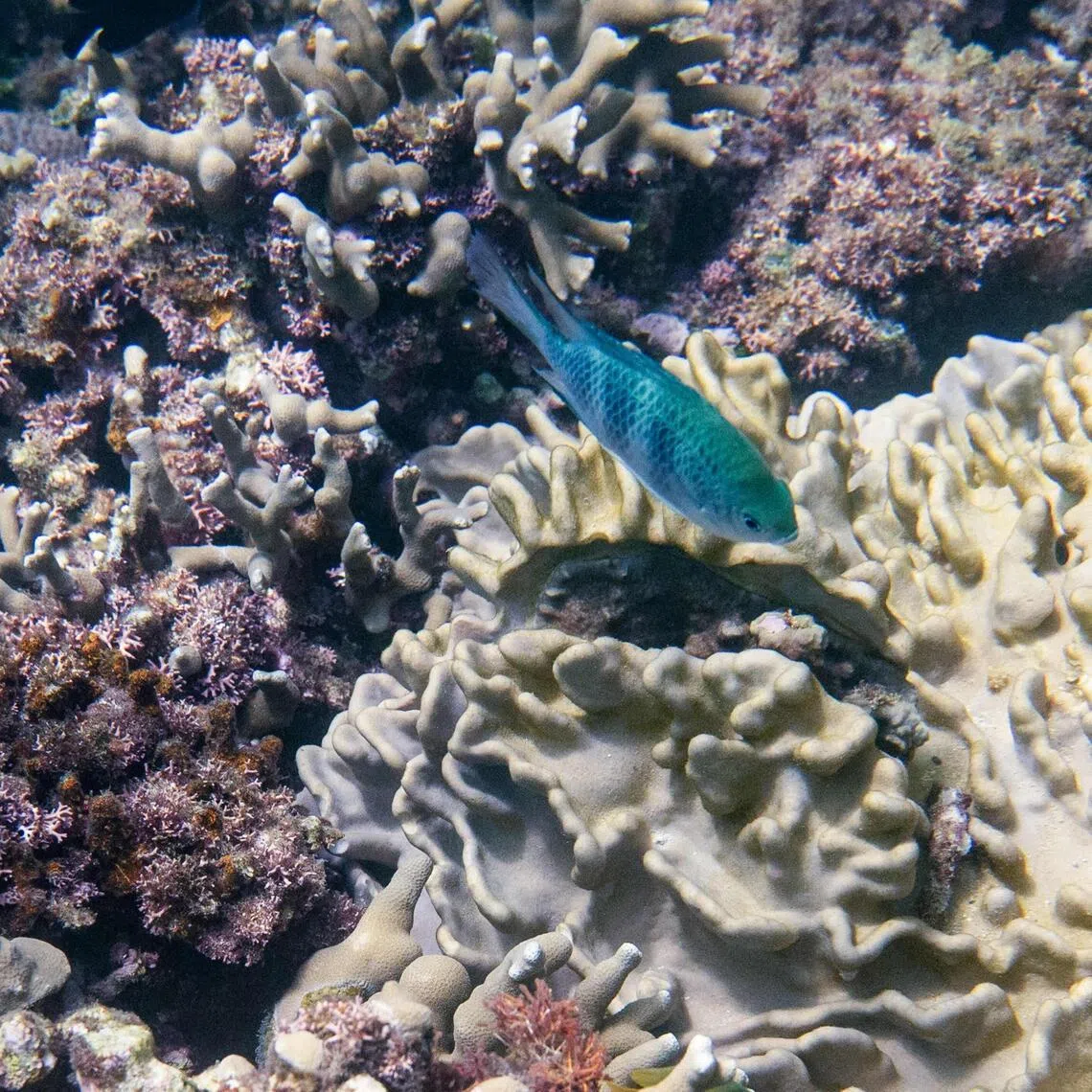 Coral in an area of the sea near Onna village, Okinawa Prefecture. Scientists are trying ways to revive Okinawa's famous coral reefs.